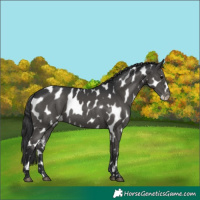 Horse Color:Black Appaloosa 