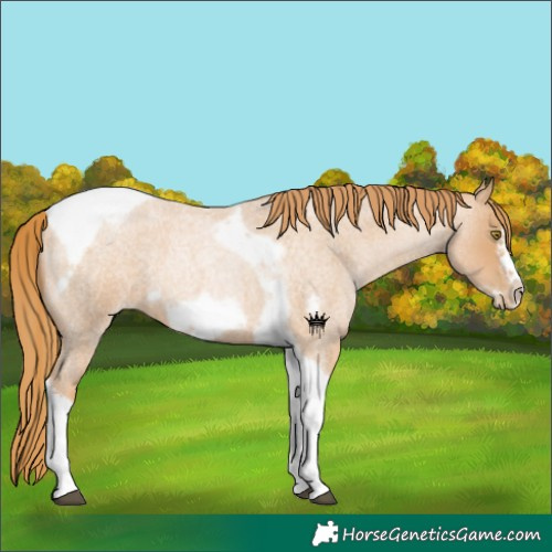 Horse Color:Red Roan Pearl Tobiano Frame