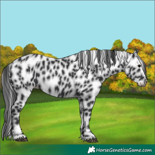 Horse Color:Black Leopard 