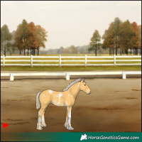 Horse Color:White Spotted Palomino 