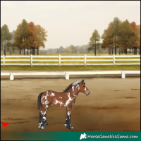 Horse Color:White Spotted Bay