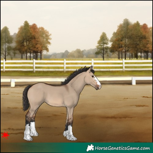 Horse Color:Bay Dun