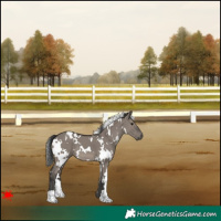 Horse Color:White Spotted Grullo 