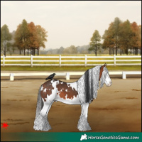 Horse Color:White Spotted Bay Splash