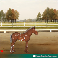 Horse Color:White Spotted Chestnut Varnish