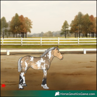 Horse Color:White Spotted Silver Buckskin Dun Rabicano 