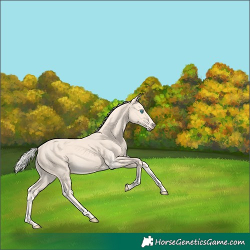 Horse Color:Cremello