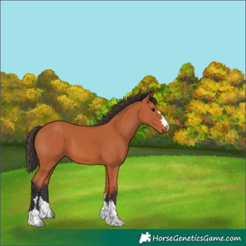 Horse Color:Bay 