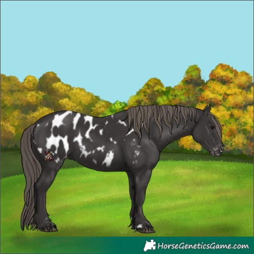 Horse Color:Smoky Black Appaloosa 