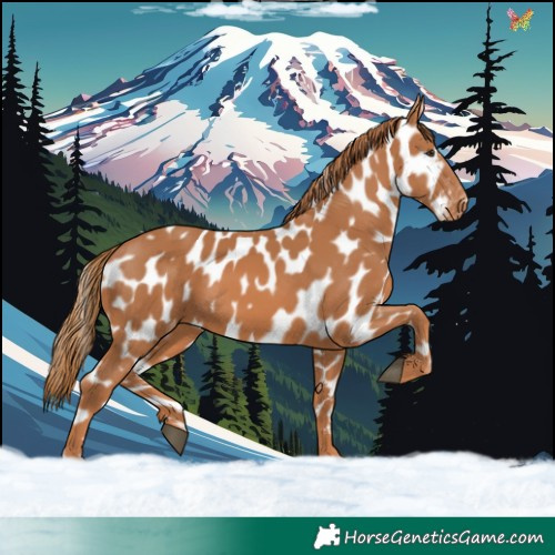 Horse Color:Chestnut Appaloosa 