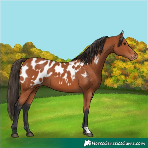 Horse Color:Bay Appaloosa 