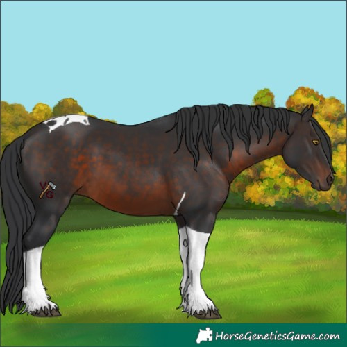 Horse Color:Brown Tobiano 