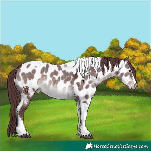Horse Color:Platinum Chocolate Brown Dun Tobiano Appaloosa