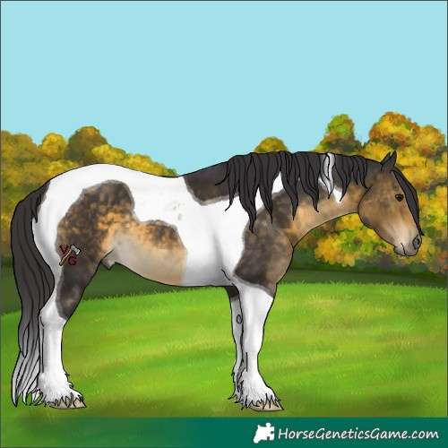 Horse Color:Buckskin Tobiano