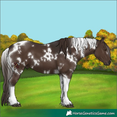 Horse Color:White Spotted Liver Chestnut Tobiano