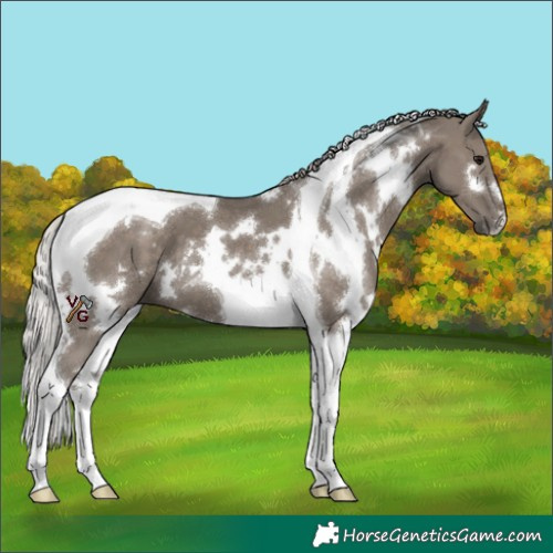 Horse Color:White Spotted Silver Grullo Tobiano