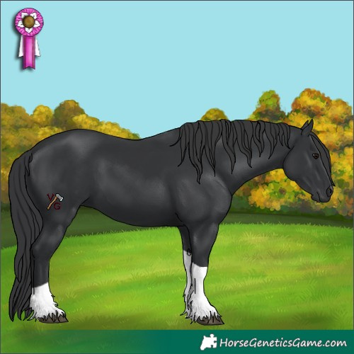 Horse Color:Black Tobiano