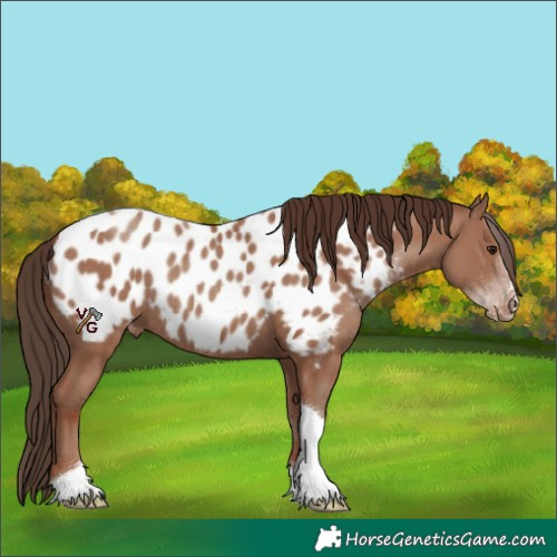 Horse Color:Classic Champagne Tobiano Appaloosa Rabicano 