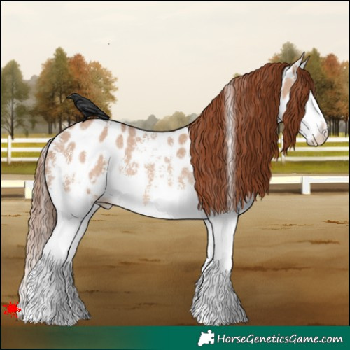 Horse Color:Red Dun Sabino Splash Near Leopard Rabicano
