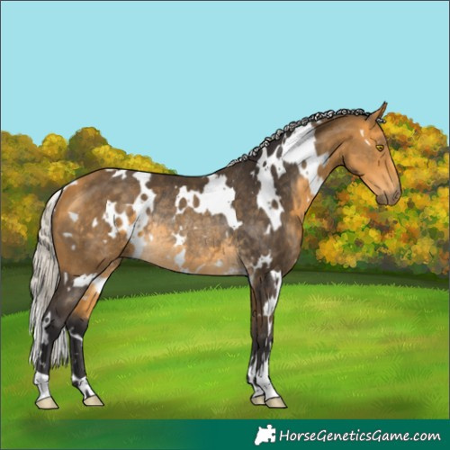Horse Color:White Spotted Silver Buckskin Rabicano 