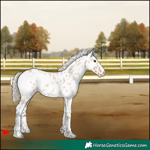 Horse Color:White Spotted Silver Bay Dun Appaloosa