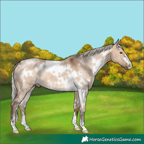 Horse Color:White Spotted Silver Brown Dun Rabicano 