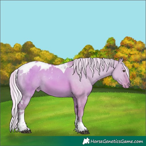 Horse Color:Watercolor Silver Buckskin Dun Tobiano Skewed Appaloosa
