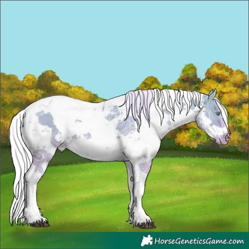 Horse Color:Watercolor Silver Brown Ice Dun Harlequin Merle Skewed Appaloosa 