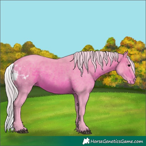 Horse Color:Watercolor Silver Brown Skewed Appaloosa 