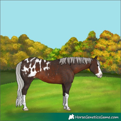 Horse Color:Silver Brown Splash Blanket 