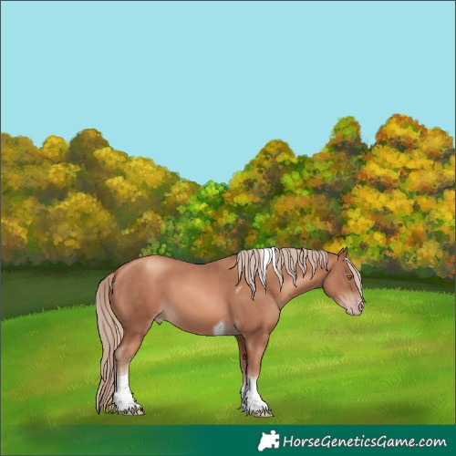 Horse Color:Gold Champagne Tobiano