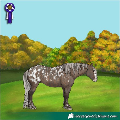 Horse Color:Smoky Grullo Splash  and Silver Brown Dun Splash Appaloosa 