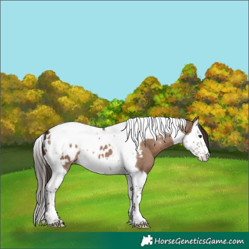 Horse Color:Liver Red Dun Splash Tobiano Blanket 