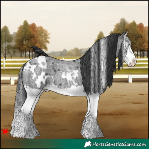 Horse Color:White Spotted Blue Roan Splash