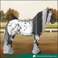 Horse Color:White Spotted Black Near Leopard 