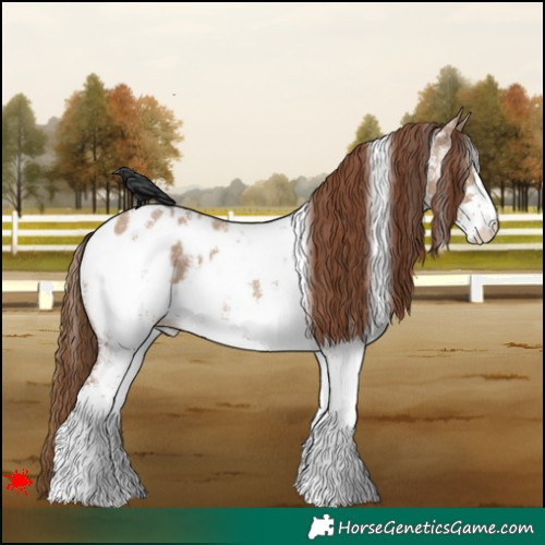 Horse Color:White Spotted Red Dun Appaloosa