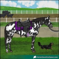 Horse Color:Liver Chestnut Appaloosa 