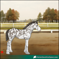 Horse Color:White Spotted Grullo Near Leopard