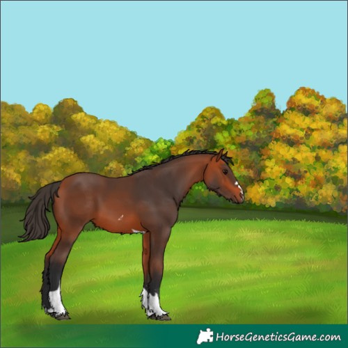 Horse Color:Bay Tobiano