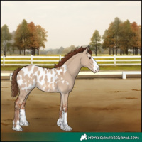 Horse Color:Red Dun Near Leopard