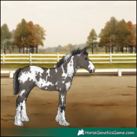 Horse Color:White Spotted Smoky Grullo 