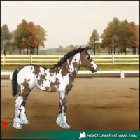 Horse Color:Gray White Spotted Brown Dun 