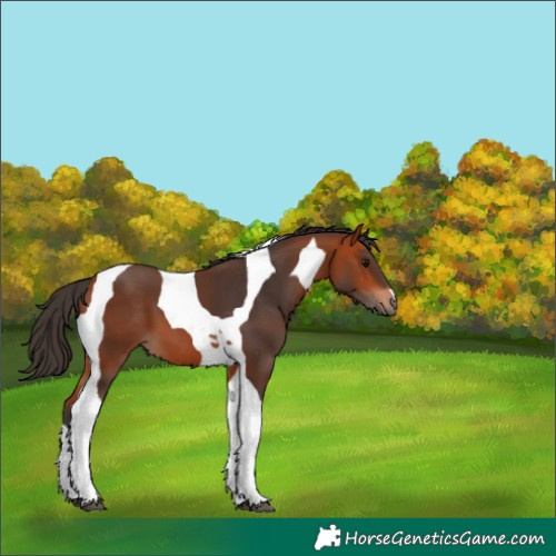 Horse Color:Bay Tobiano 
