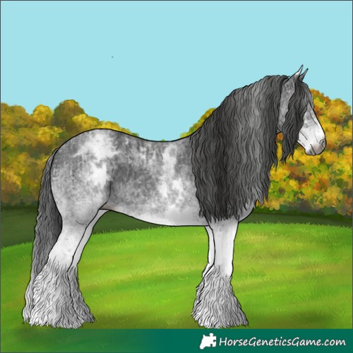 Horse Color:Gray White Spotted Black  and Gray White Spotted Black 