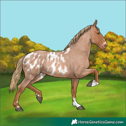 Horse Color:Red Roan Appaloosa 