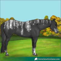 Horse Color:Powder White Black