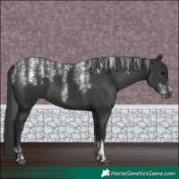 Horse Color:Powder White Black