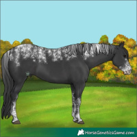 Horse Color:Powder White Black 
