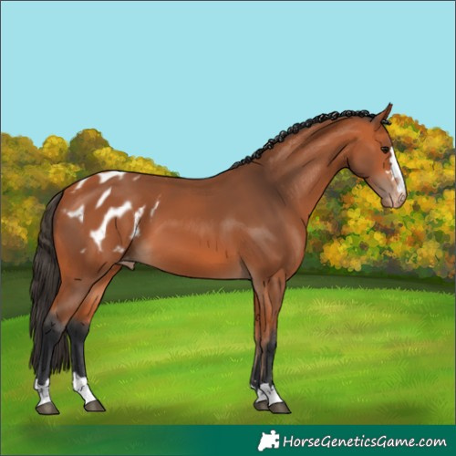 Horse Color:Bay Blanket