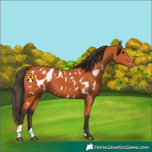 Horse Color:Bay Appaloosa